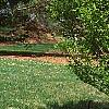 Acer carpinifolium, habit