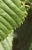 Acer carpinifolium, leaves