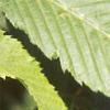 Acer carpinifolium, leaves
