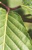 Acer carpinifolium, leaves