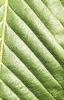 Acer carpinifolium, leaves