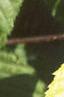 Acer carpinifolium, leaves