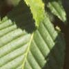 Acer carpinifolium, leaves