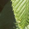 Acer carpinifolium, leaves