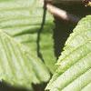 Acer carpinifolium, leaves