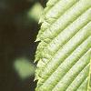 Acer carpinifolium, leaves