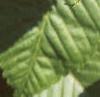 Acer carpinifolium, leaves