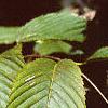 Acer carpinifolium, leaves
