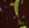 Acer carpinifolium, leaves