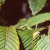 Acer carpinifolium, leaves