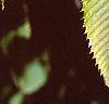 Acer carpinifolium, leaves