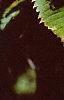 Acer carpinifolium, leaves