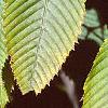 Acer carpinifolium, leaves