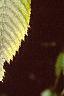 Acer carpinifolium, leaves