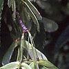 Acer carpinifolium, fruit