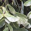 Acer carpinifolium, fruit