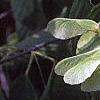 Acer carpinifolium, fruit