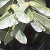 Acer carpinifolium, fruit