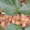 Acer crataegifolium, leaves