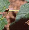 Acer crataegifolium, leaves