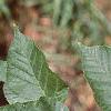 Acer crataegifolium, leaves