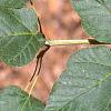 Acer crataegifolium, leaves