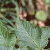 Acer crataegifolium, leaves