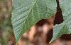 Acer crataegifolium, leaves