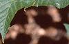 Acer crataegifolium, leaves