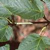 Acer crataegifolium, leaves