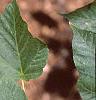 Acer crataegifolium, leaves