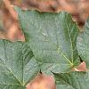 Acer crataegifolium, leaves