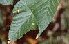 Acer crataegifolium, leaves