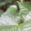 Acer crataegifolium, leaves