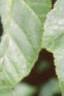 Acer crataegifolium, leaves