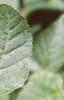 Acer crataegifolium, leaves