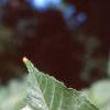Acer crataegifolium, leaves