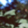 Acer crataegifolium, leaves