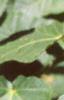 Acer crataegifolium, leaves