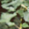 Acer crataegifolium, leaves