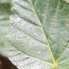 Acer crataegifolium, leaves