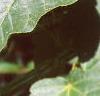Acer crataegifolium, leaves