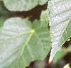 Acer crataegifolium, leaves