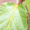 Acer davidii, leaves