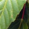 Acer davidii, leaves