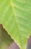 Acer davidii, leaves