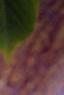 Acer davidii, leaves