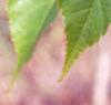 Acer davidii, leaves