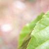 Acer davidii, leaves