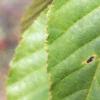 Acer davidii, leaves